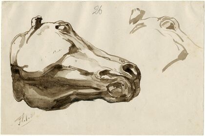 Head of a horse (from below)