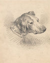 Head of a Hound