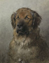 Head of a Leonberger