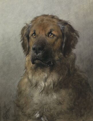 Head of a Leonberger