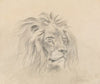 Head of a Lion.