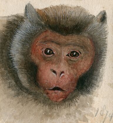 Head of a long-tailed monkey