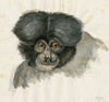 Head of a monkey