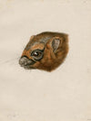 Head of a polecat