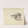 Head of a Racoon by James Sowerby