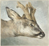Head of a Roebuck