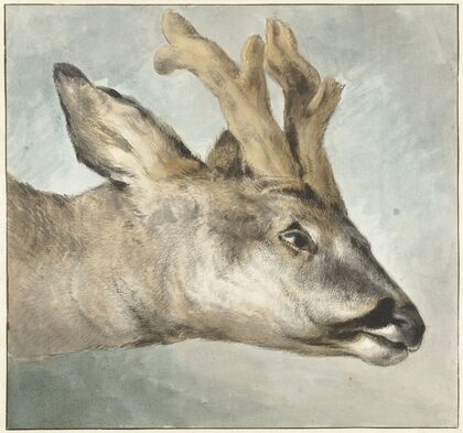 Head of a Roebuck