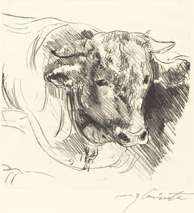 Head of a Steer (Stierkopf) (1912)