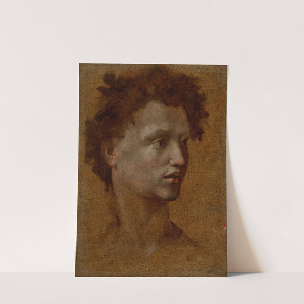 Head of a Youth by Domenico Beccafumi