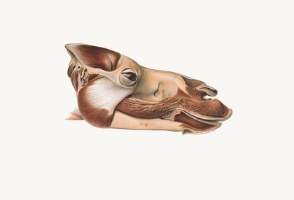 Head Of Dromedary After Removal Of Facial Muscles