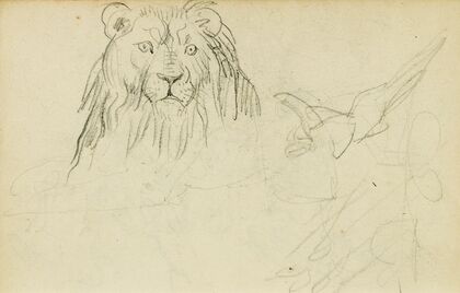 Head on view of seated lion