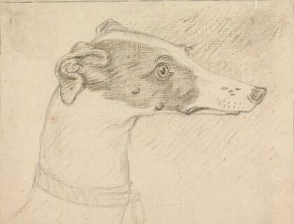 Head Portrait of Grayhound