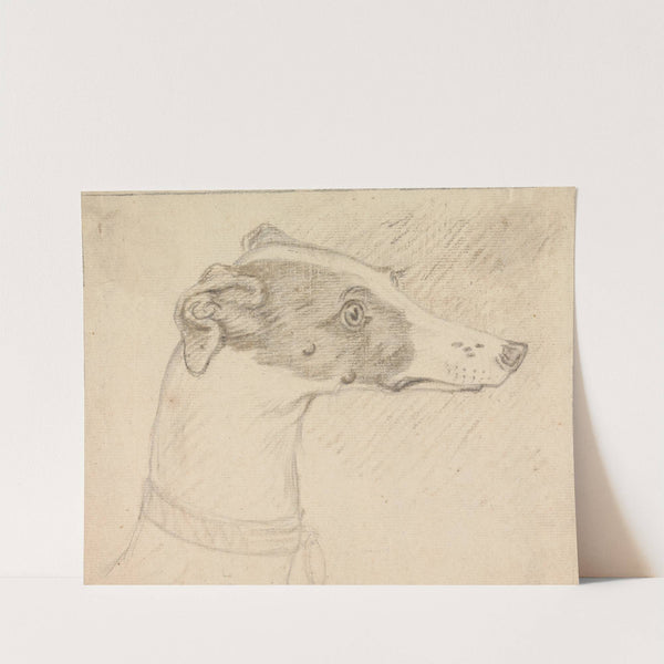 Head Portrait of Grayhound (1760) by Sawrey Gilpin