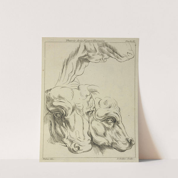 Heads and necks of two bovines; portion of neck of a third by Peter Paul Rubens