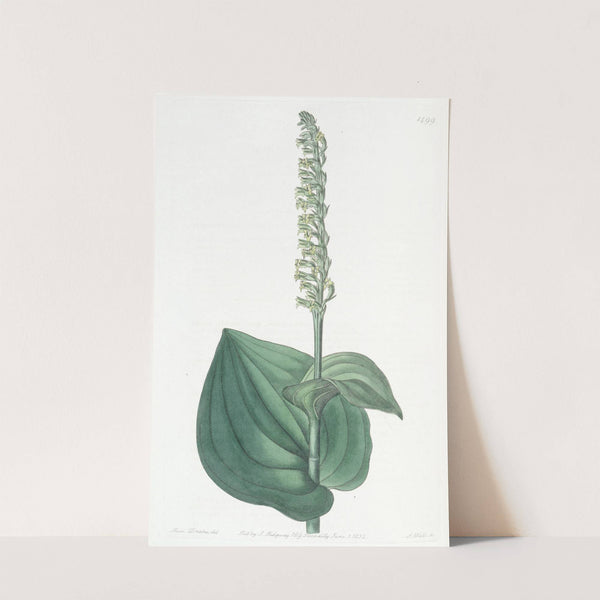 Heart-leaved Herminium by Sydenham Edwards