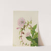 Hedge Bindweed (Calystegia (Convolvulus) sepium) (1932) by Mary Vaux Walcott