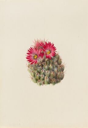 Hedgehog Cactus (Coryphantha arizonica) (1933)