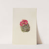 Hedgehog Cactus (Coryphantha arizonica) (1933) by Mary Vaux Walcott