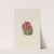 Hedgehog Cactus (Coryphantha arizonica) (1933) by Mary Vaux Walcott