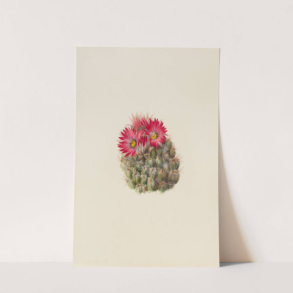 Hedgehog Cactus (Coryphantha arizonica) (1933) by Mary Vaux Walcott