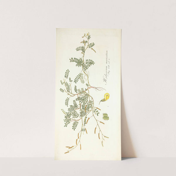 Hedysarum muricatum by Nikolaus Joseph Freiherr von Jacquin