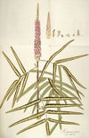 Hedysarum pictum