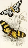 Heleona fenestrata, Anthomyza Tiresia