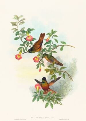 Helianthea eos (Golden Star-frontlet)