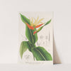 Heliconia aurantiaca by Charles Antoine Lemaire