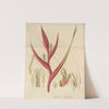 Heliconia braziliensis by William Jackson Hooker