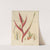 Heliconia braziliensis by William Jackson Hooker