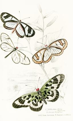 Heliconia Flora, Heliconia Diaphana,Acraea Pasiphae