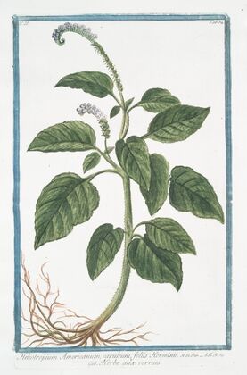 Heliotropium Americanum, cÃ¦ruleum, foliis Horminii – Herbe aux verrues. (Heliotrope, Cherry pie)