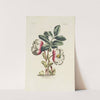 Hellebore by Carington Bowles
