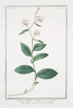 Helleborine , latifolia montana – eleboro picÃ³lo falso – L’ EllÃ©borine