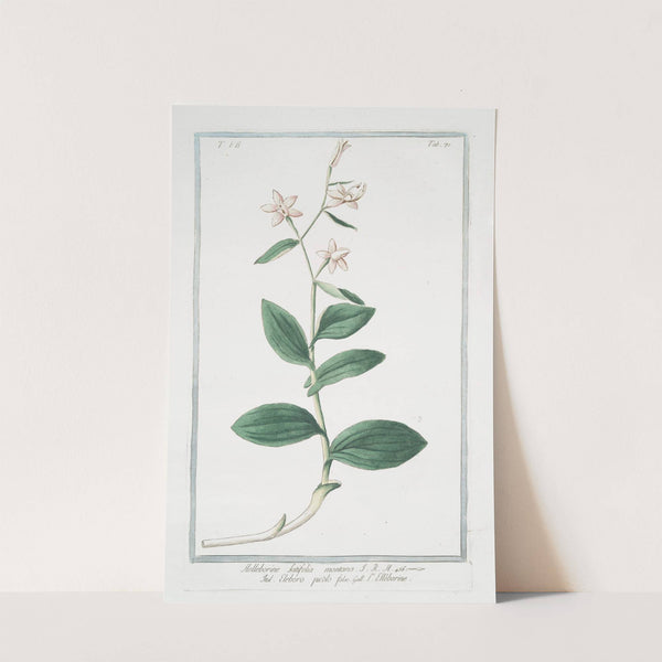 Helleborine , latifolia montana - eleboro picólo falso - L&#039; Elléborine by Giorgio Bonelli