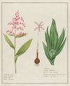 Helleborus albus … [and] Colchicum (1797–1810)