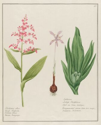 Helleborus albus … [and] Colchicum (1797–1810)