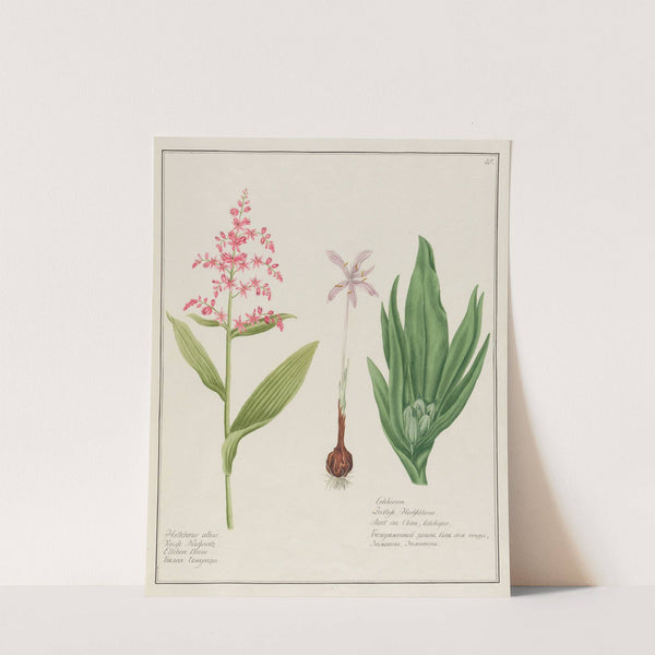 Helleborus albus … [and] Colchicum (1797–1810) by Petr Martynovich Gofman