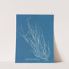 Helminthocladia Griffithsiana by Anna Atkins