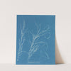 Helminthocladia virescens by Anna Atkins