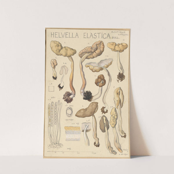 Helvella elastica (1915-1945) by Hans Walty