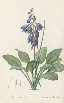 Hemerocallis Caerulea (1802-1816)
