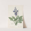 Hemerocallis Caerulea (1802-1816) by Pierre Joseph Redouté