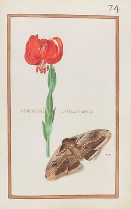 Hemerocallis chalcedonica (1624)