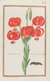 Hemerocallis chalcedonica umbellifera (1624)
