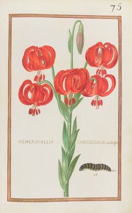 Hemerocallis chalcedonica umbellifera (1624)