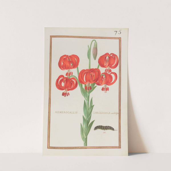 Hemerocallis chalcedonica umbellifera (1624) by Daniel Rabel