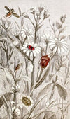 Hemipteres Pl. XV