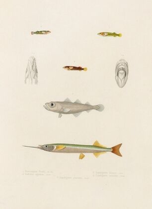 Hemiramphus Picarti, Gadiculus argenteus, Lepadogaster lineatus,Lepadogaster maculatus, Lepadogaster punctatus (1844-1867)